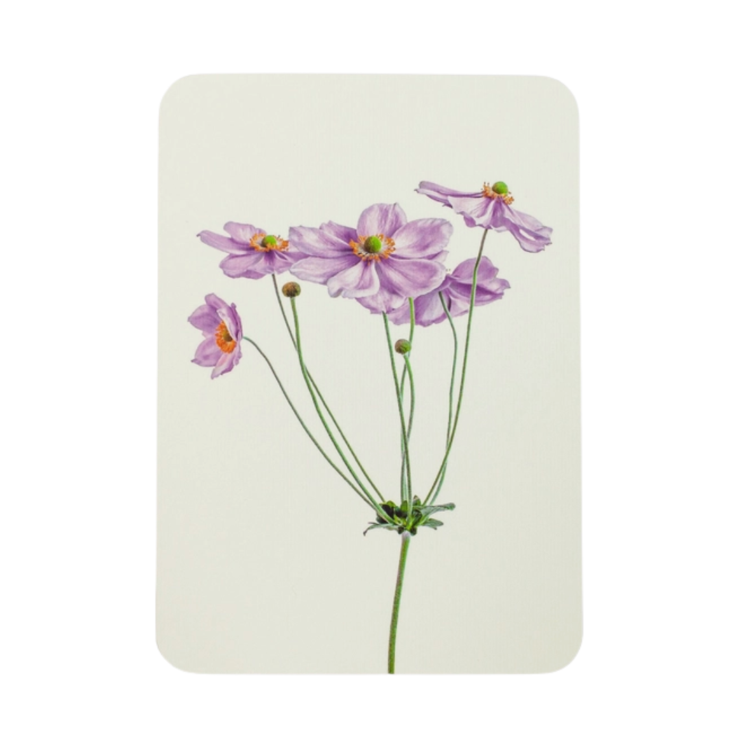 Anemone Greeting Card