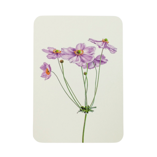 Anemone Greeting Card