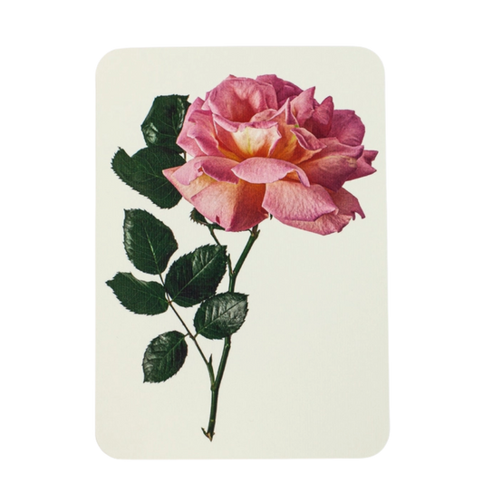 Pink Rose Greeting Card
