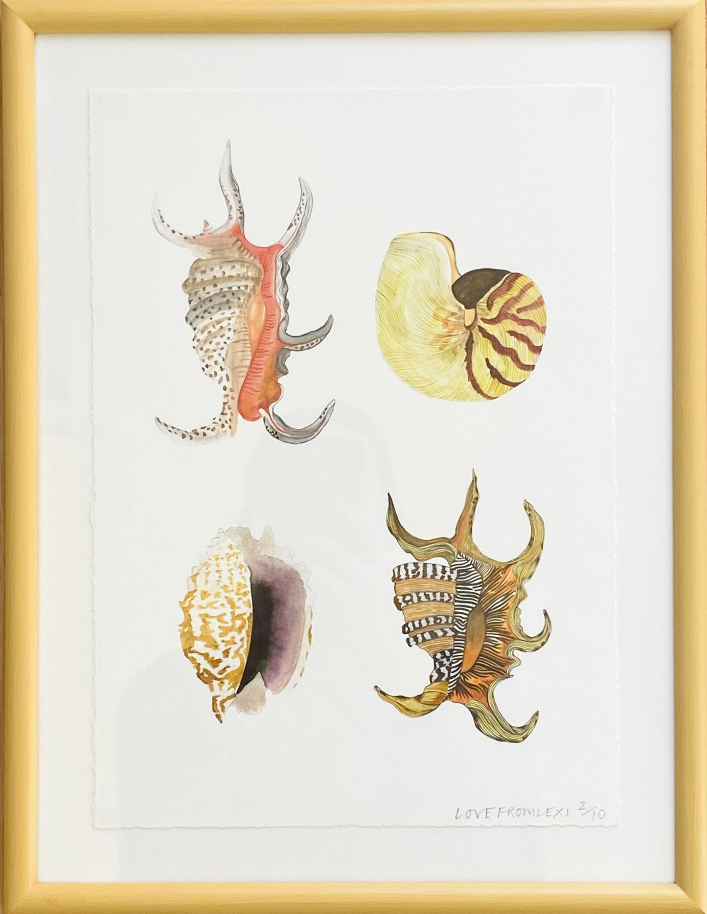 Love from Lexi, 'Shell Specimens' 2021