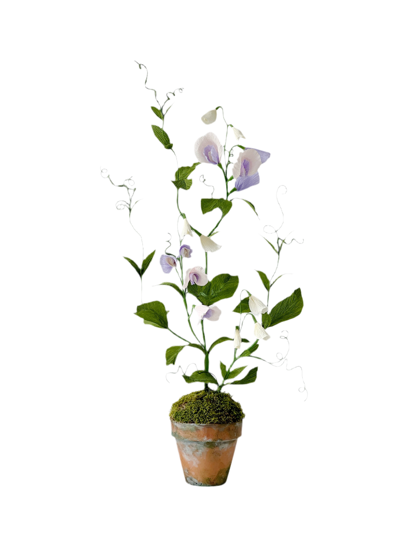 Blooms by Beam Sweet Pea Paper Plant