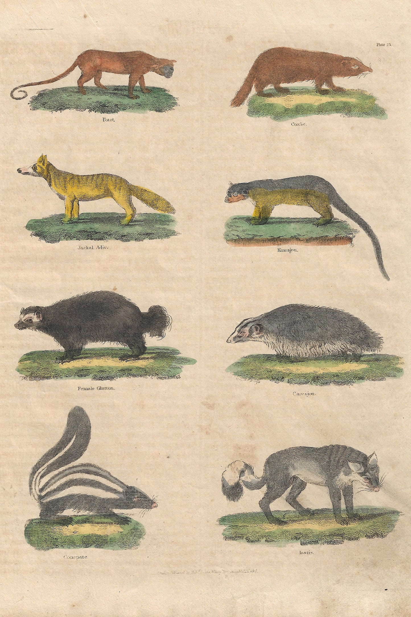 Wildmore Buffon No.23 Igneus