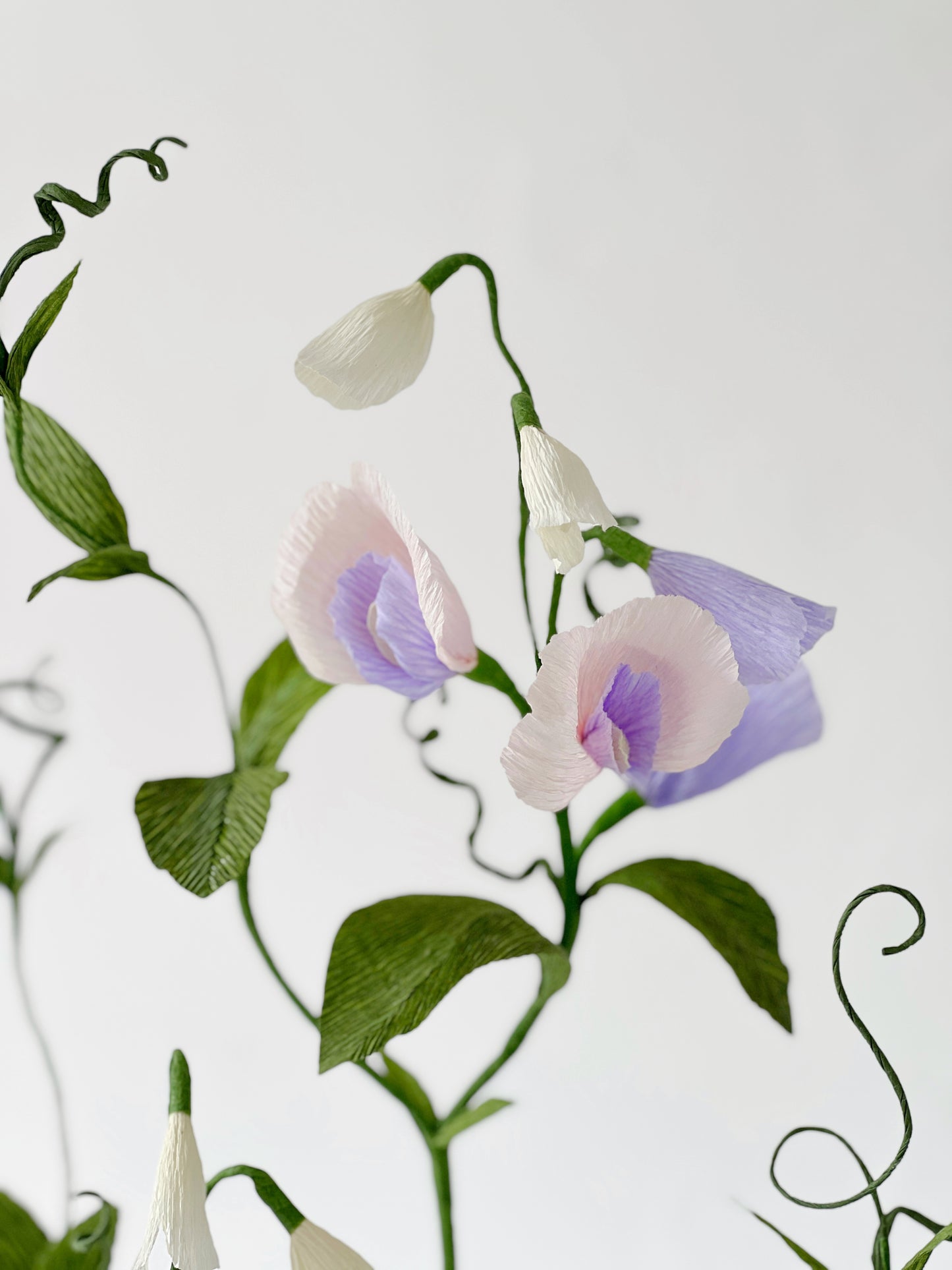Blooms by Beam Sweet Pea Paper Plant