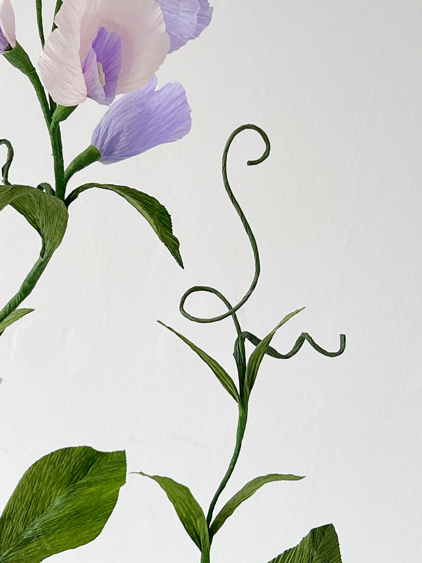Blooms by Beam Sweet Pea Paper Plant