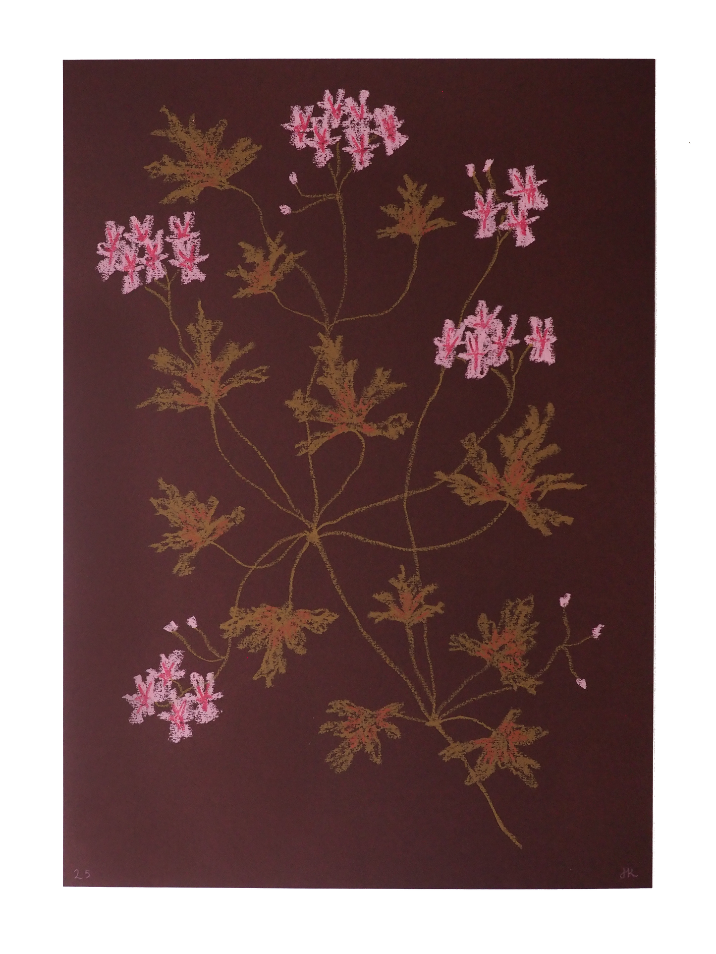 Jasmyn Kopcsandy, 'Pink Pelargonium on Claret I' 2025