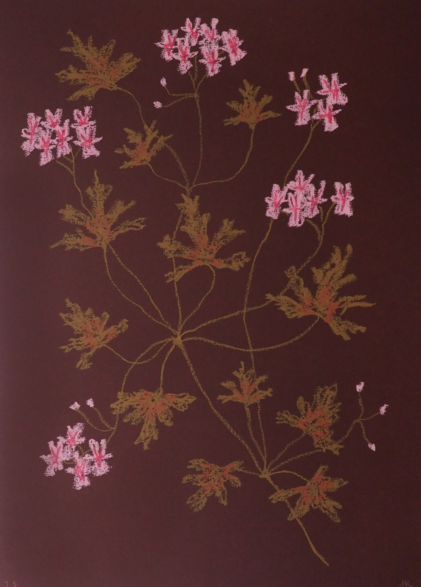 Jasmyn Kopcsandy, 'Pink Pelargonium on Claret I' 2025