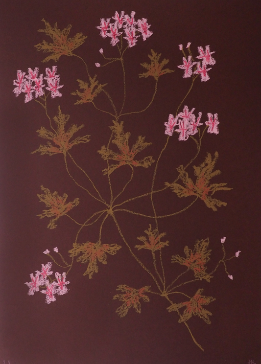 Jasmyn Kopcsandy, 'Pink Pelargonium on Claret I' 2025