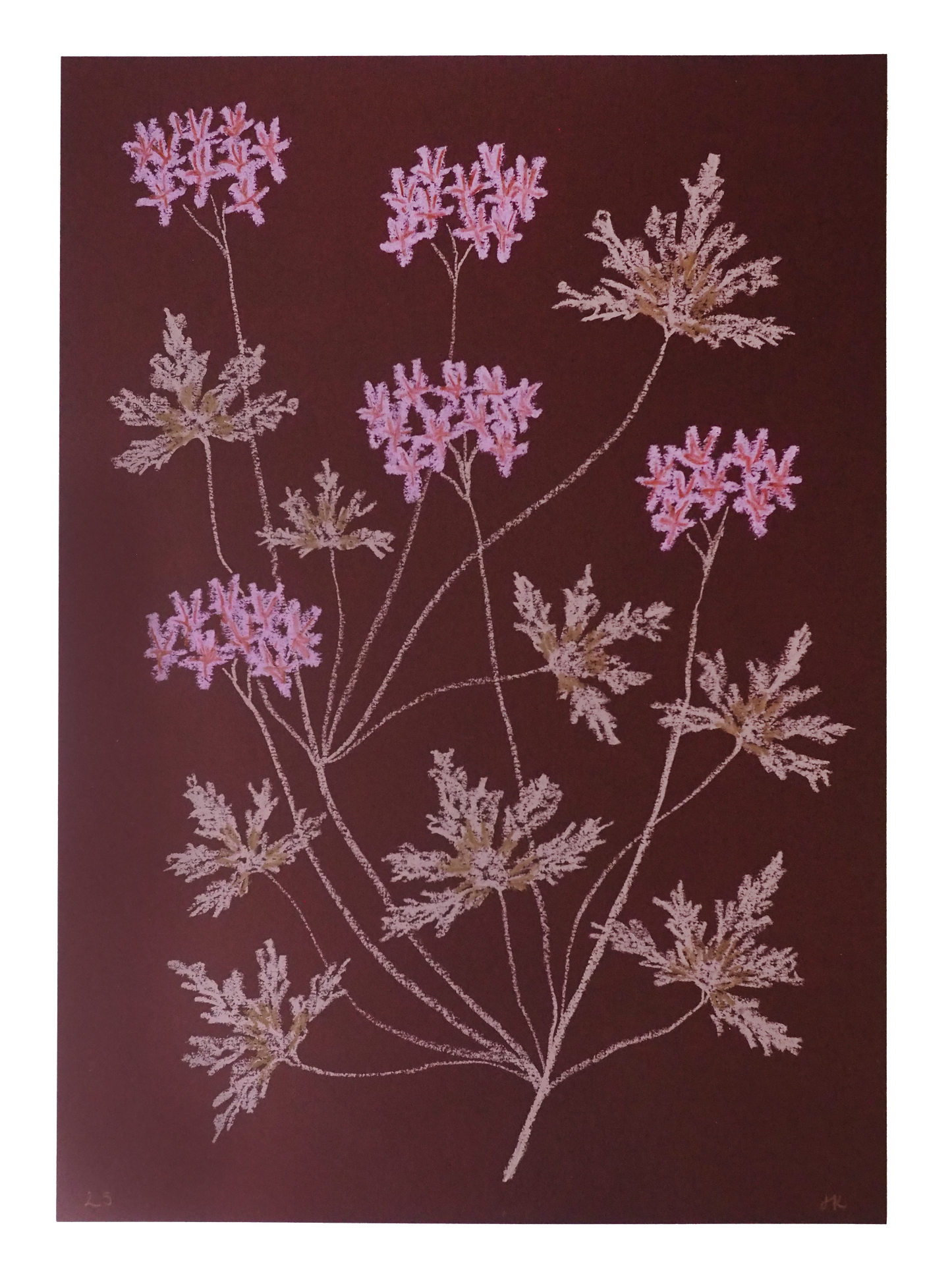 Jasmyn Kopcsandy, 'Pink Pelargonium on Claret II' 2025