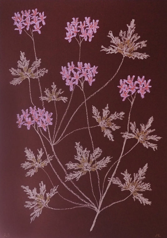 Jasmyn Kopcsandy, 'Pink Pelargonium on Claret II' 2025