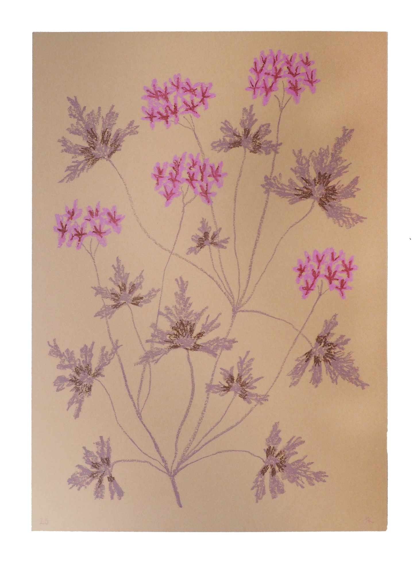 Jasmyn Kopcsandy, 'Pink Pelargonium on Stone' 2025