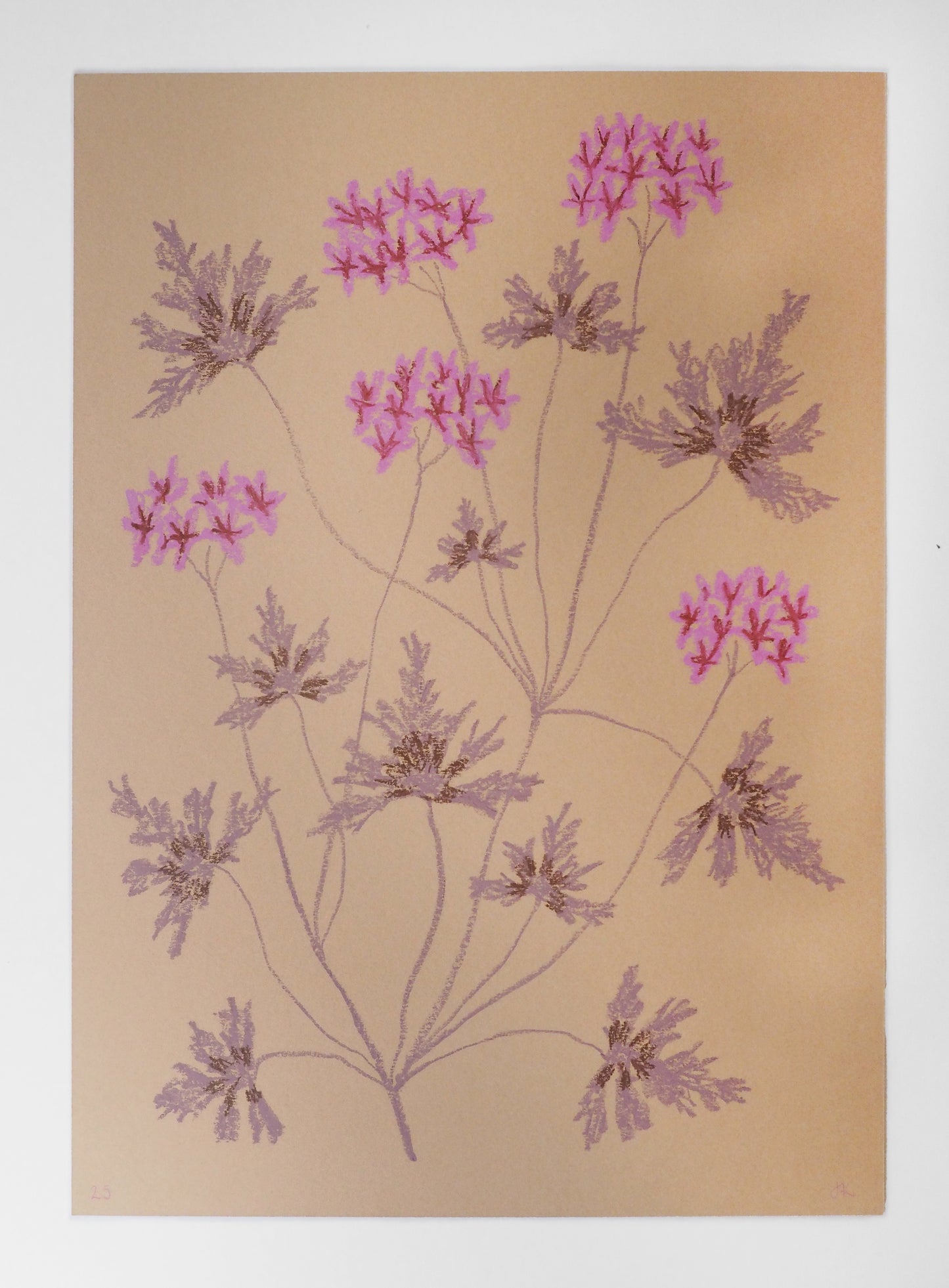 Jasmyn Kopcsandy, 'Pink Pelargonium on Stone' 2025