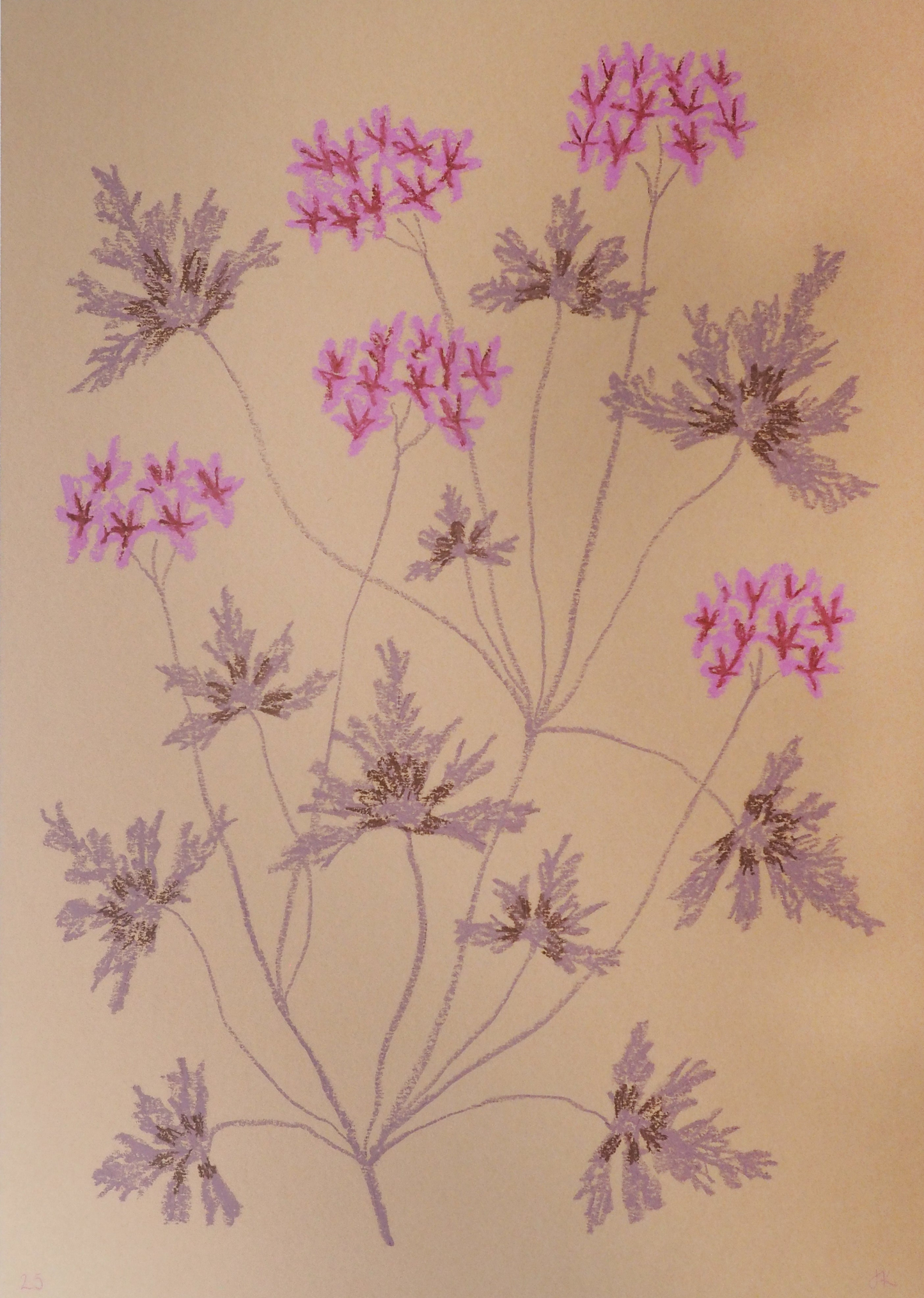 Jasmyn Kopcsandy, 'Pink Pelargonium on Stone' 2025