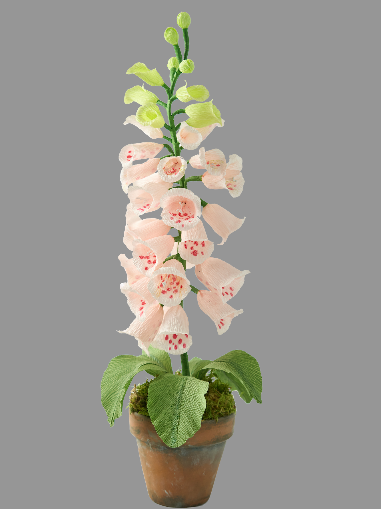 Blooms by Beam Light Pink Paper Foxglove