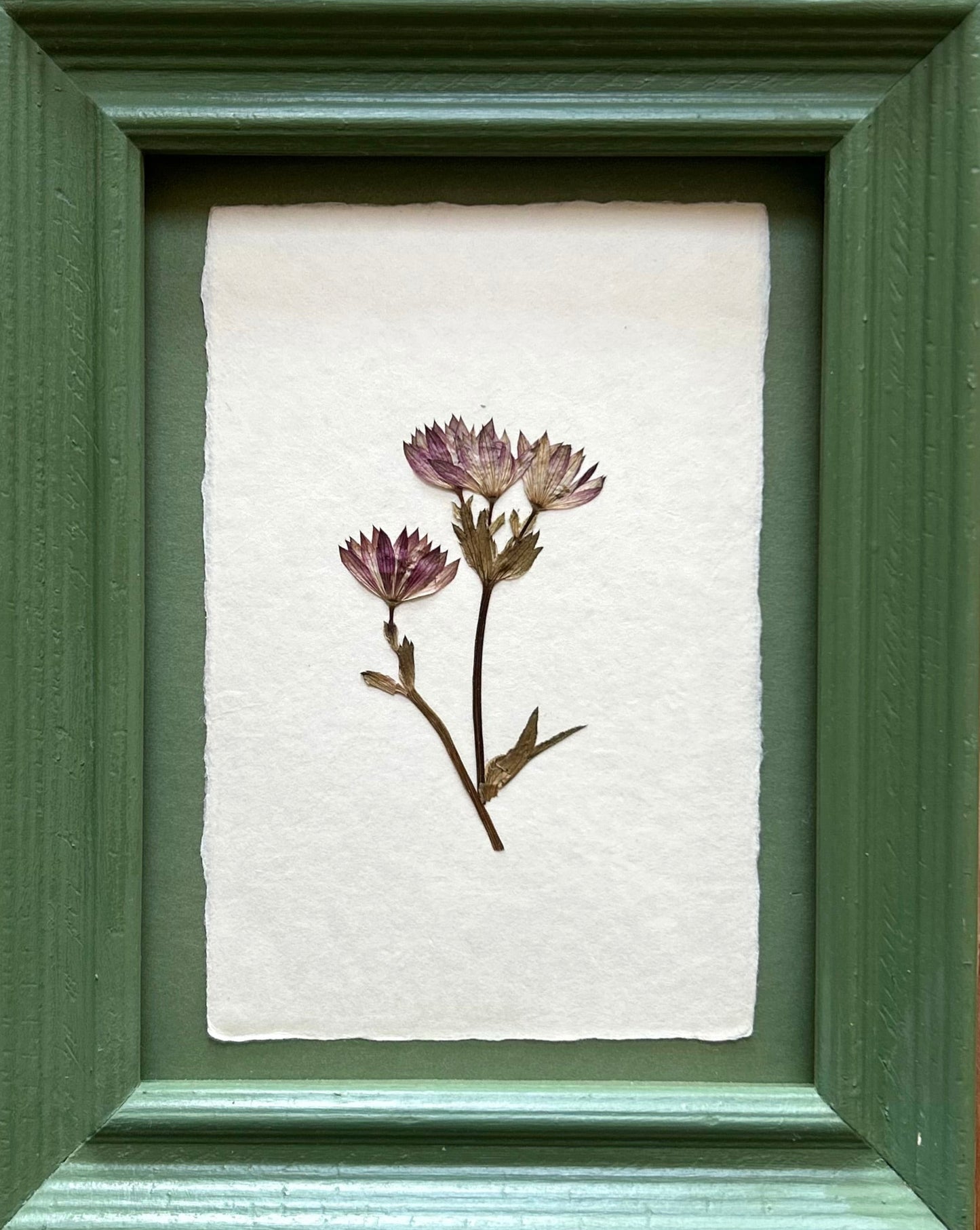 Clove at Home, ‘Pressed Astrantia Framed in Green' 2025