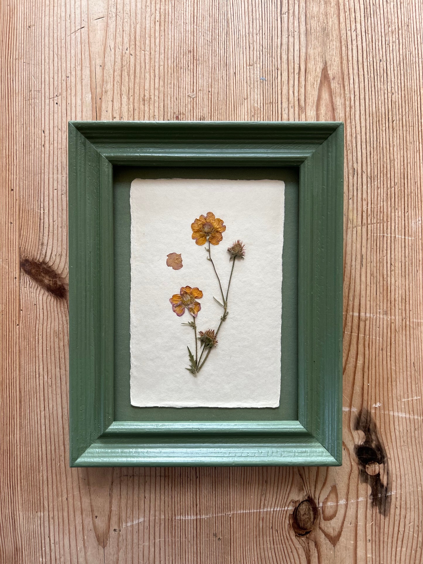 Clove at Home, ‘Pressed Geum Framed in Green' 2025