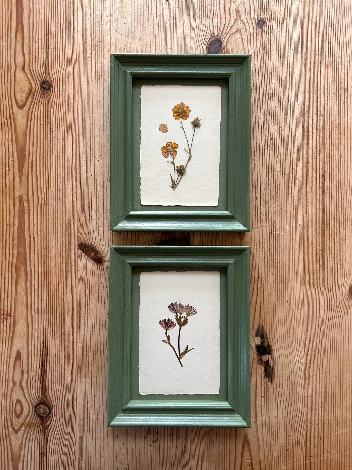 Clove at Home, ‘Pressed Astrantia Framed in Green' 2025