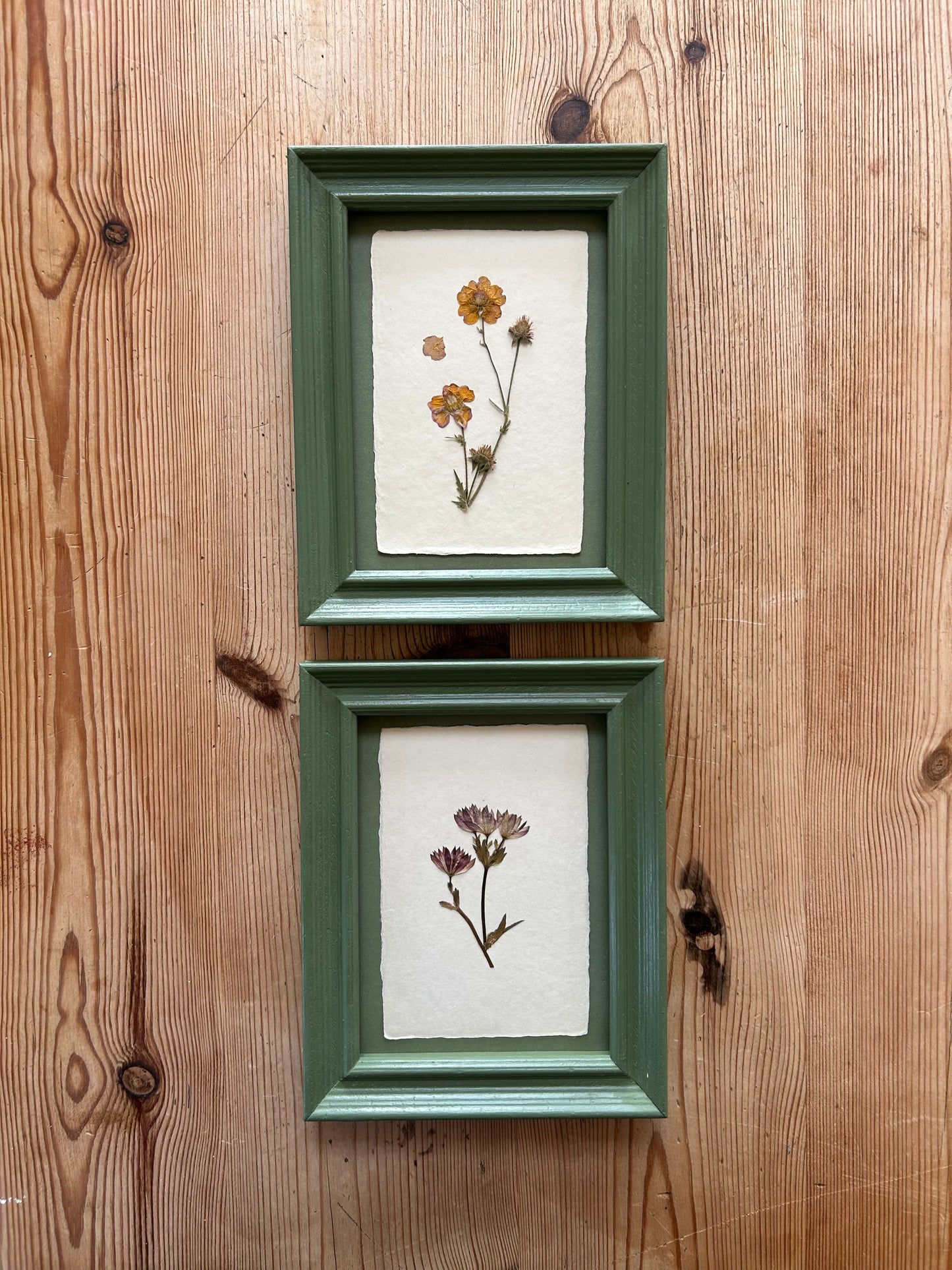 Clove at Home, ‘Pressed Astrantia Framed in Green' 2025