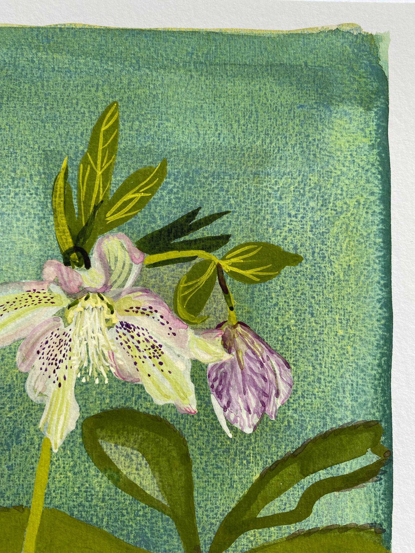 Lucy Wayne, ‘Blue Hellebore’