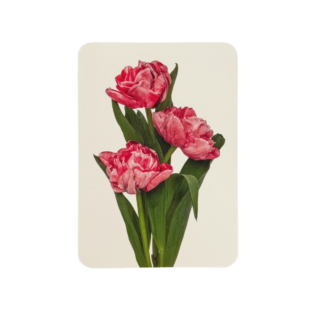 Pink Tulips Greeting Card