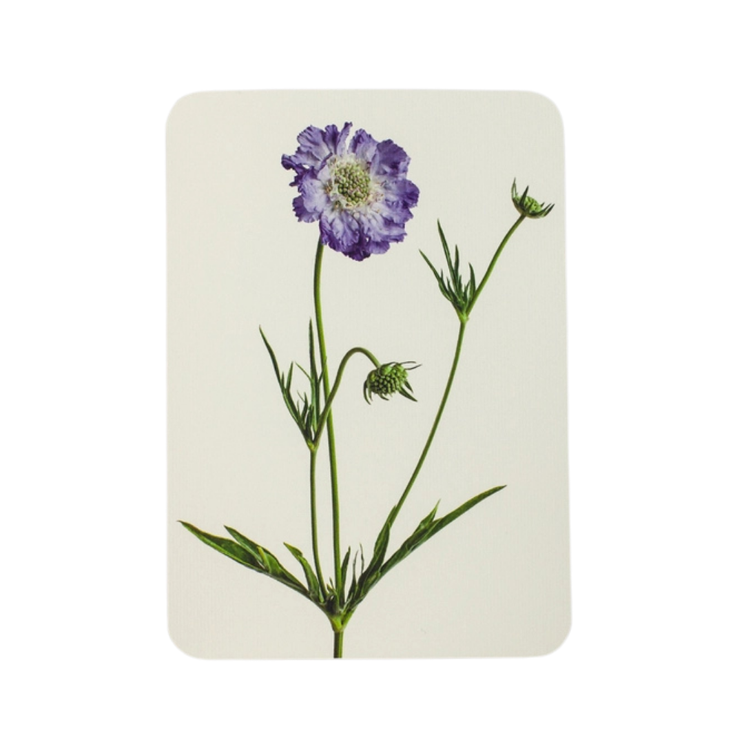 Scabiosa Greeting Card