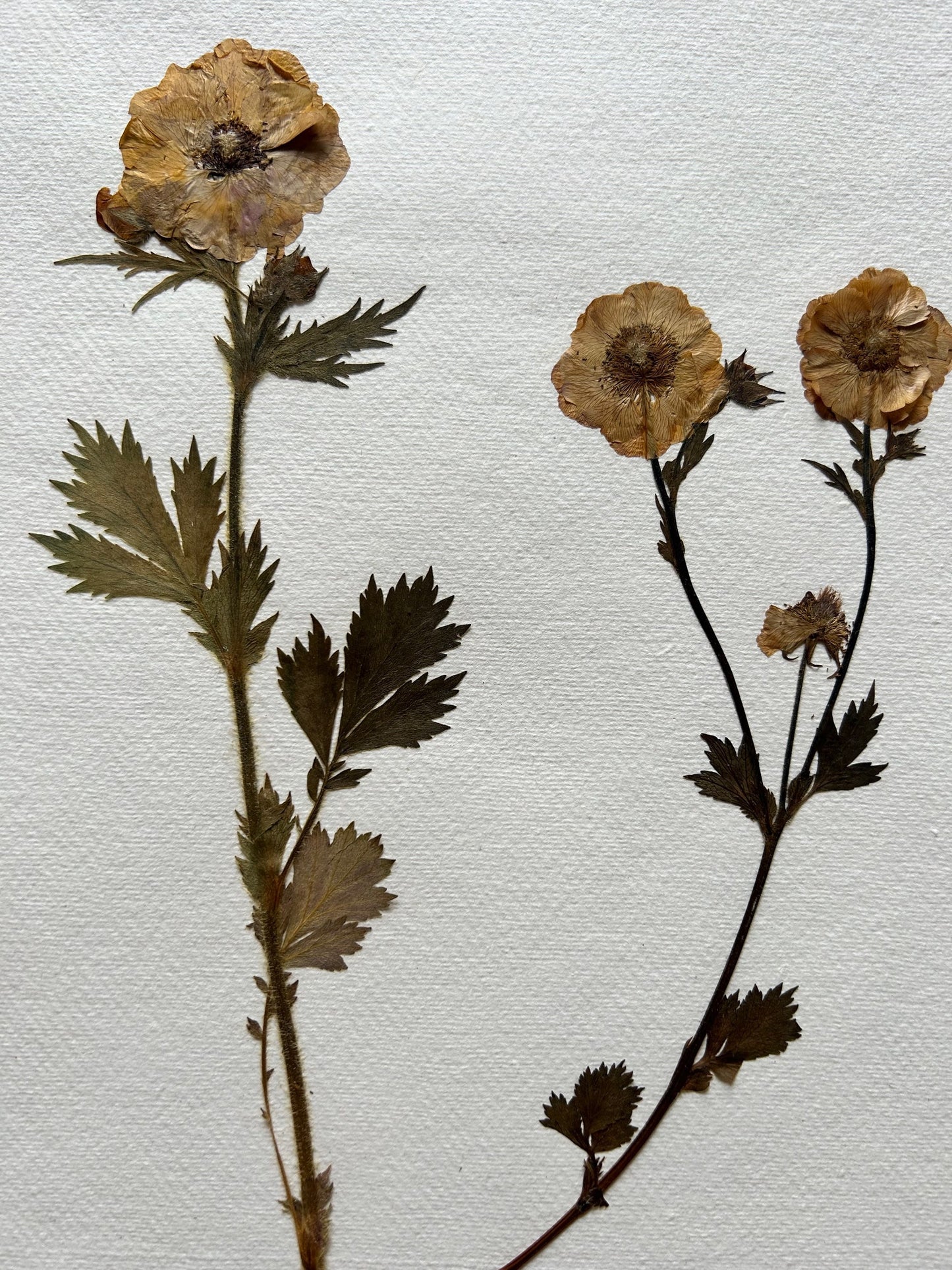 Clove at Home, 'Geum and geranium Pair' 2023