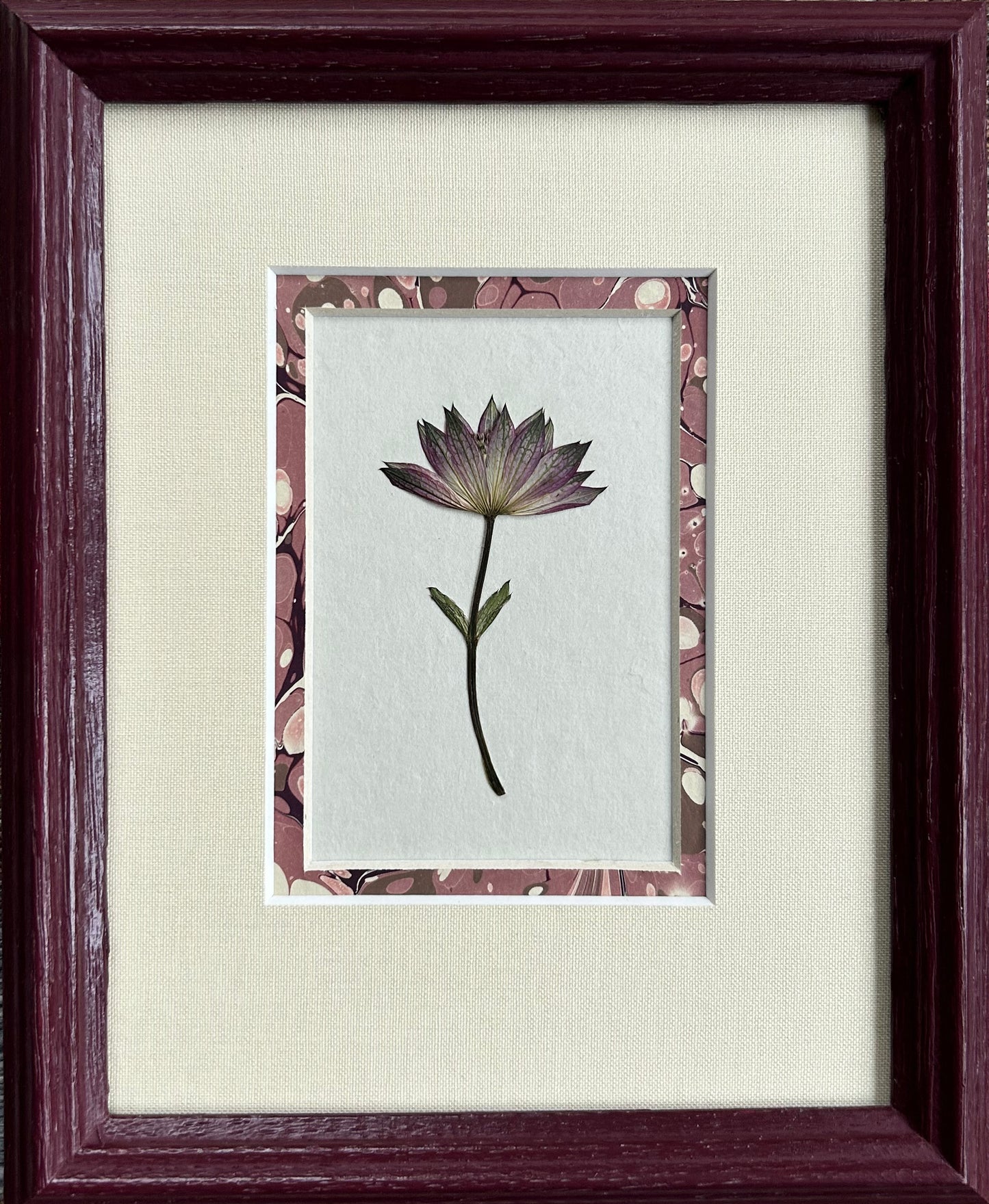 Clove at Home, 'Trio of Astrantia in Aubergine' 2024