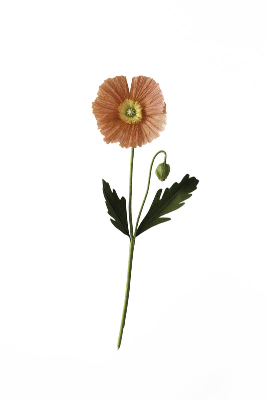 A Petal Unfolds, 'Paper Icelandic Poppy Flower'