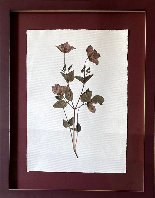 Clove at Home, ‘Large Pressed Clematis in Aubergine’ 2024