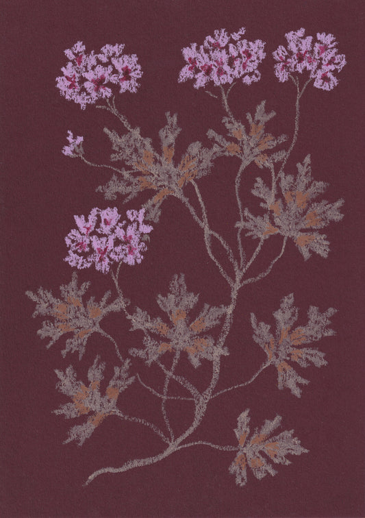 Jasmyn Kopcsandy, 'Claret Geranium' 2025