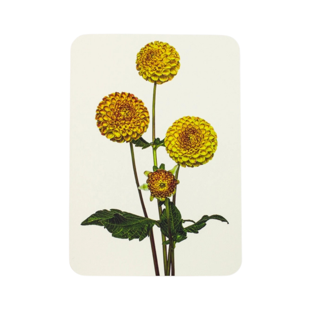Dahlia Greeting Card