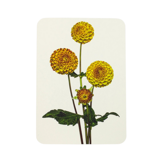Dahlia Greeting Card