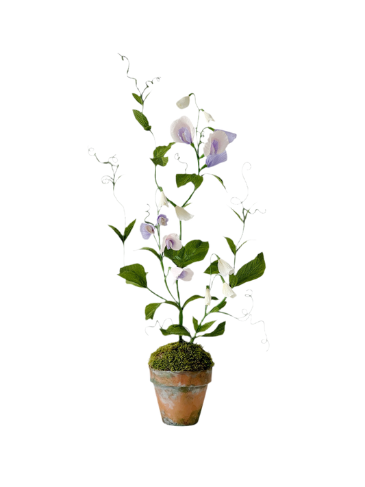 Blooms by Beam Sweet Pea Paper Plant