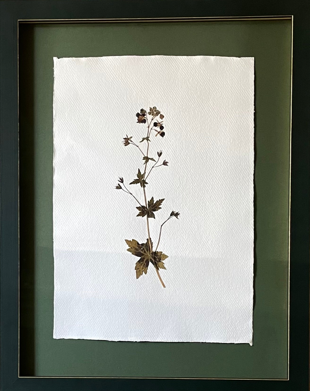 Clove at Home, ‘Large Pressed Clematis in Deep Green’ 2024