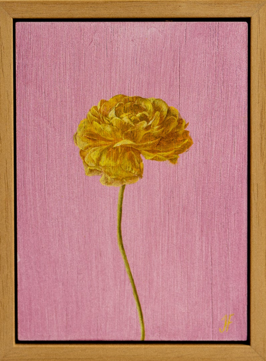 Jasmyn Fraser ‘Golden ranunculus' 2025