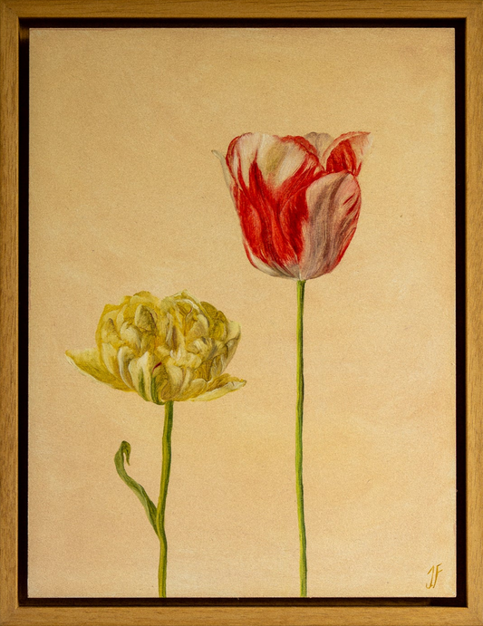 Jasmyn Fraser ‘Dutch Tulip' 2025