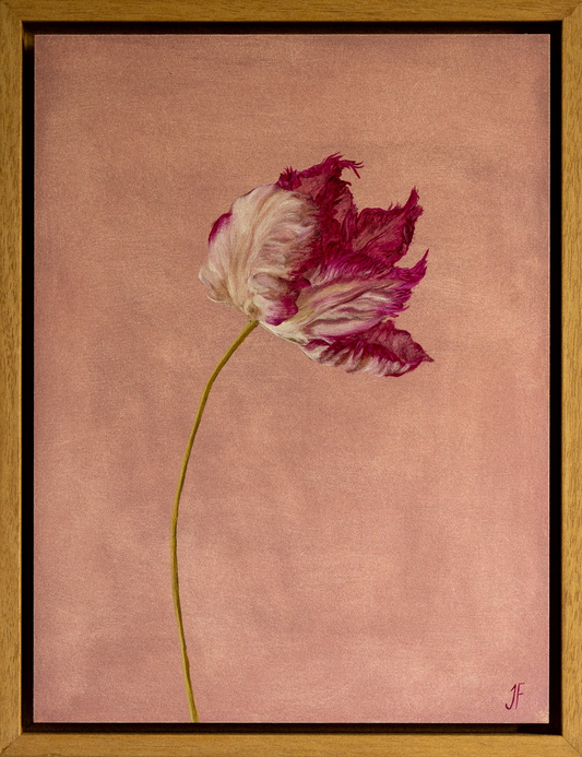 Jasmyn Fraser ‘Parrot Tulip' 2025