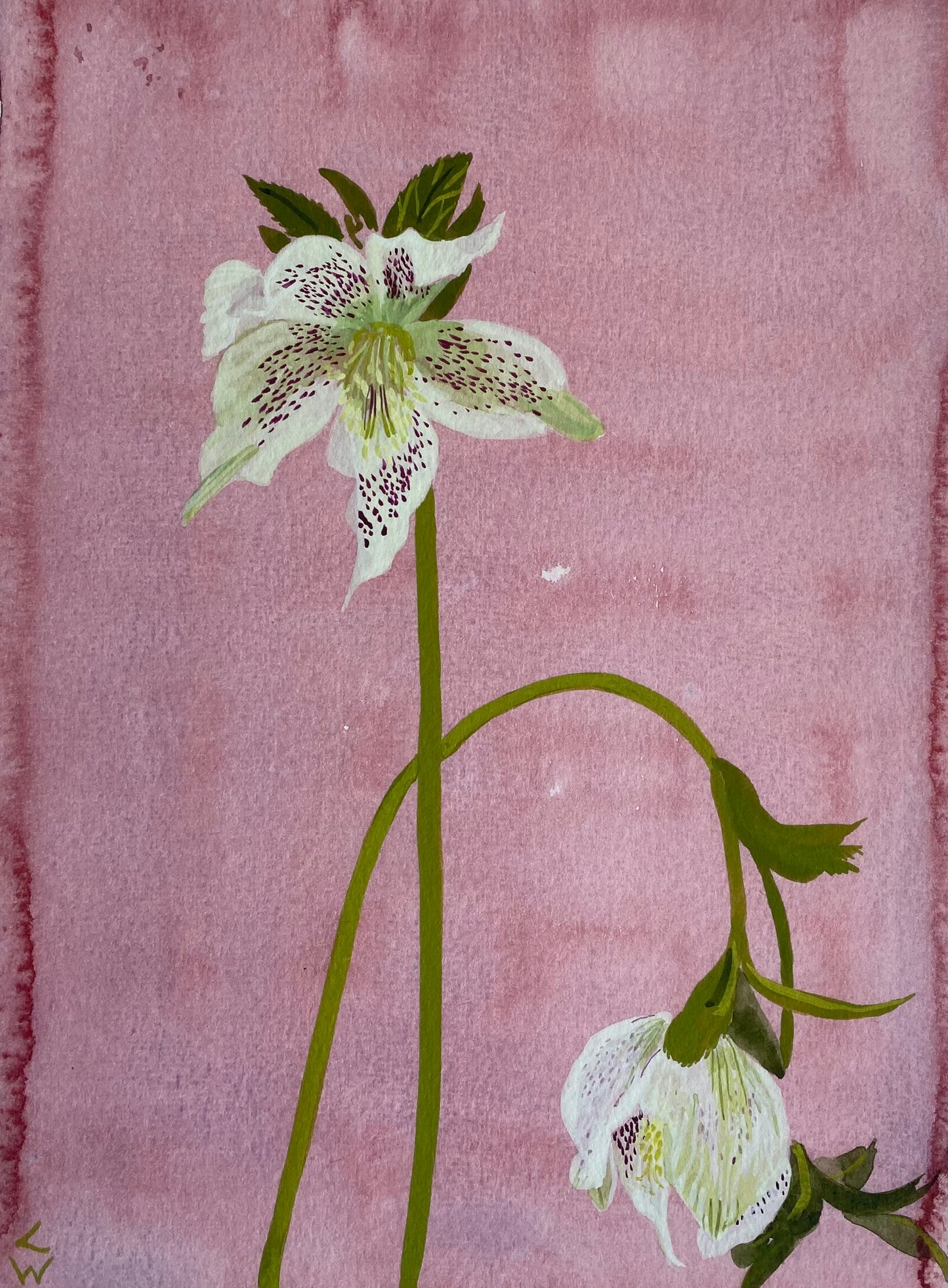 Lucy Wayne, ‘Pink Hellebore’