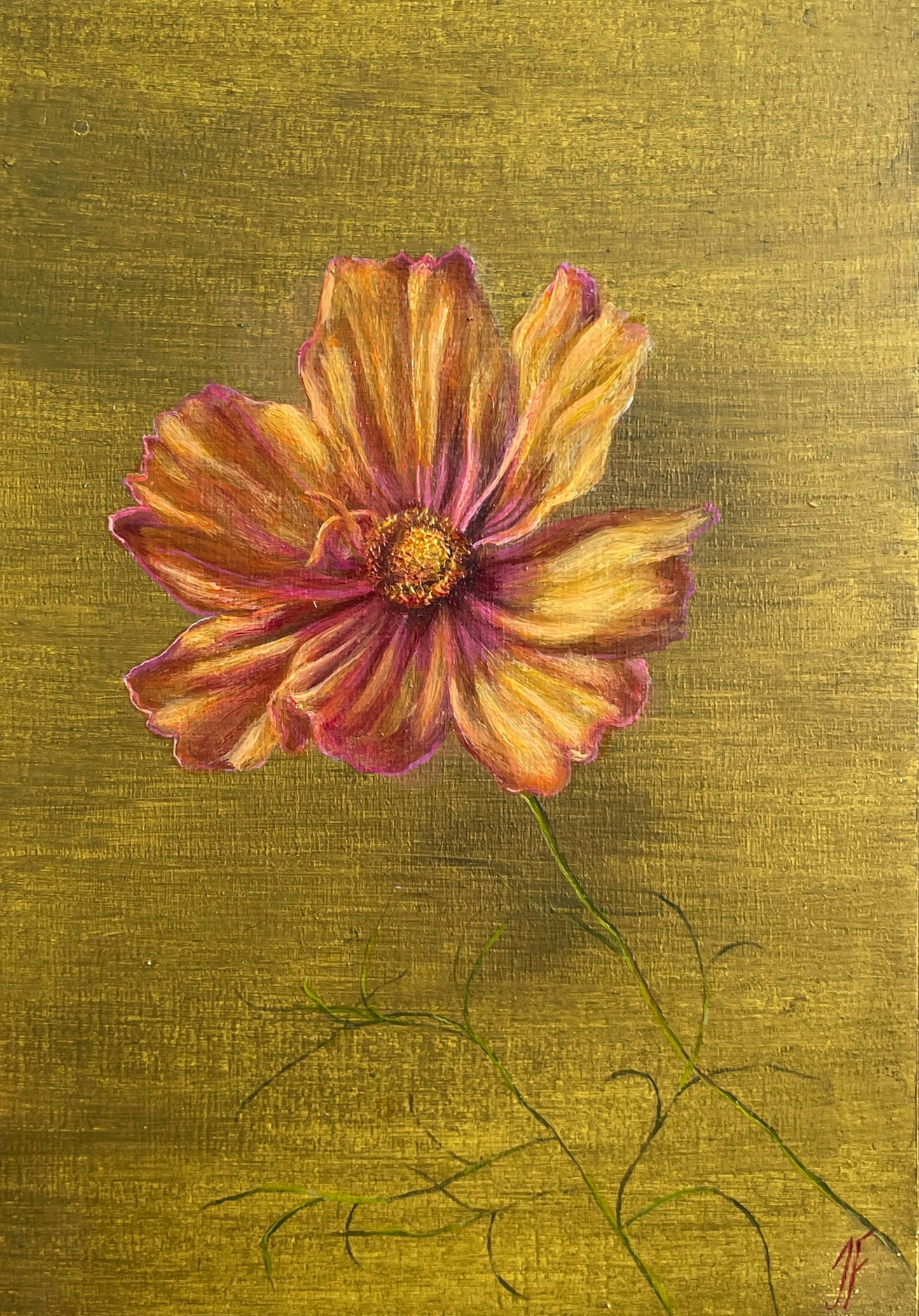 Jasmyn Fraser ‘Apricot Cosmos' 2024