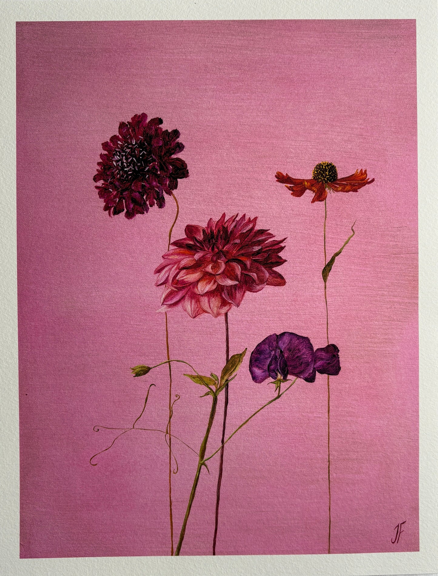 Jasmyn Fraser ‘Dahlia and sweet pea'