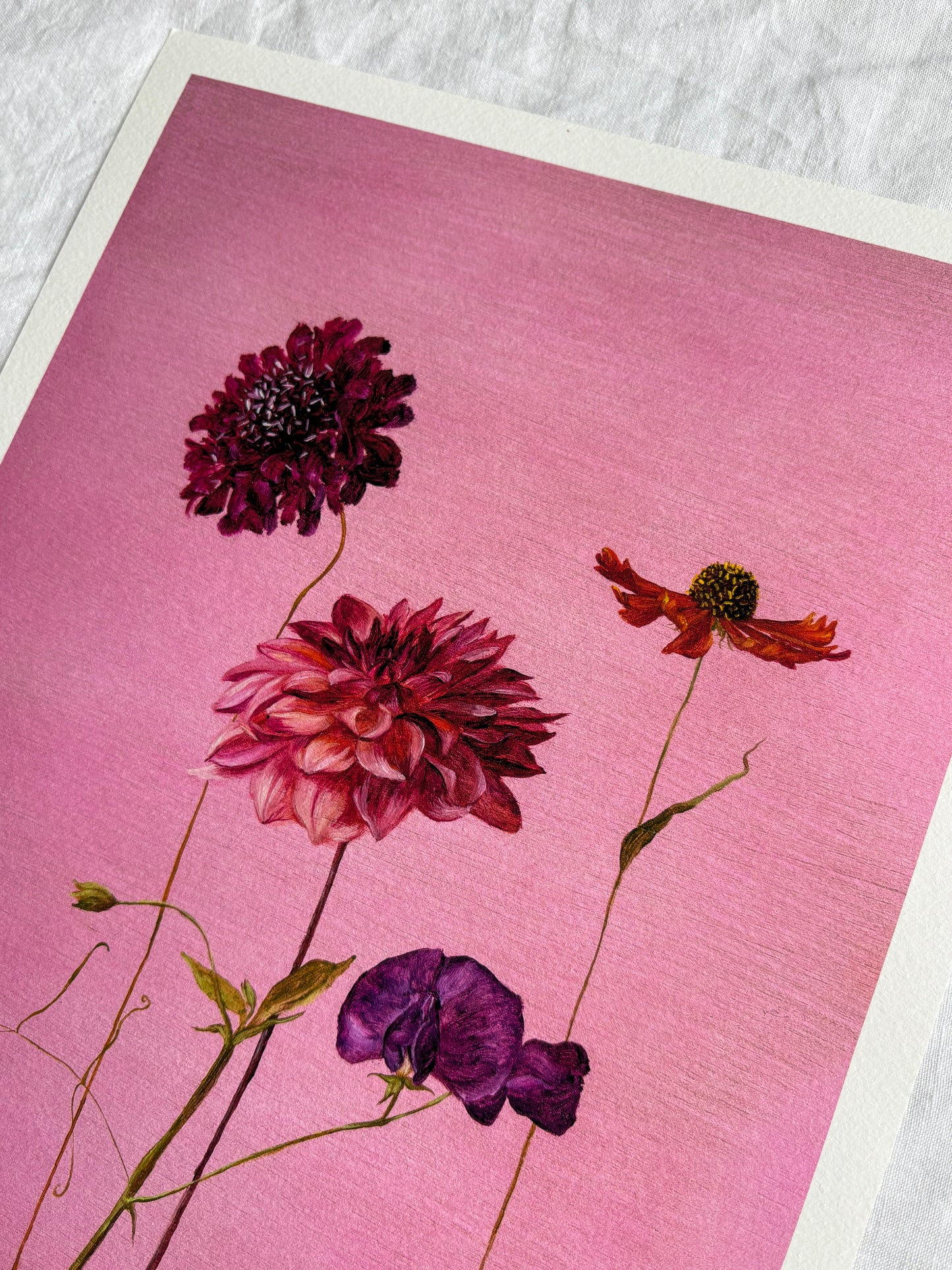 Jasmyn Fraser ‘Dahlia and sweet pea'