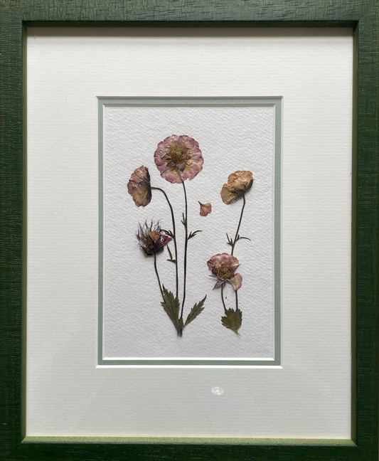 Clove at Home, ‘Pressed Geum in Green Frame' 2024