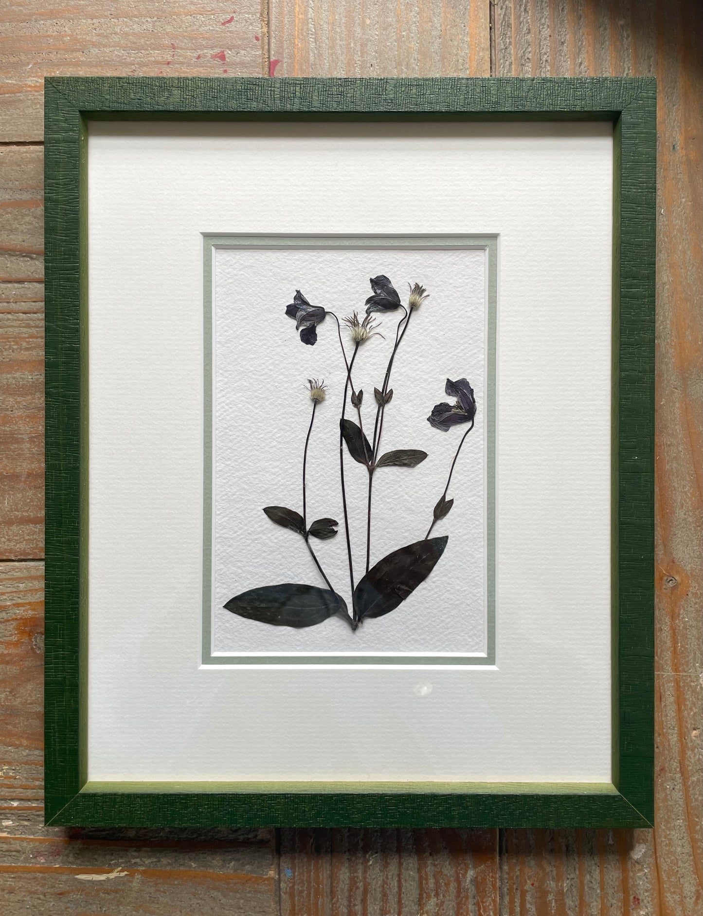 Clove at Home, ‘Pressed Clematis in Green Frame' 2024