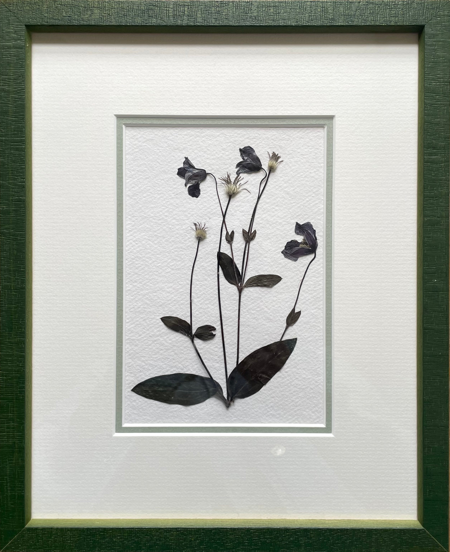 Clove at Home, ‘Pressed Clematis in Green Frame' 2024