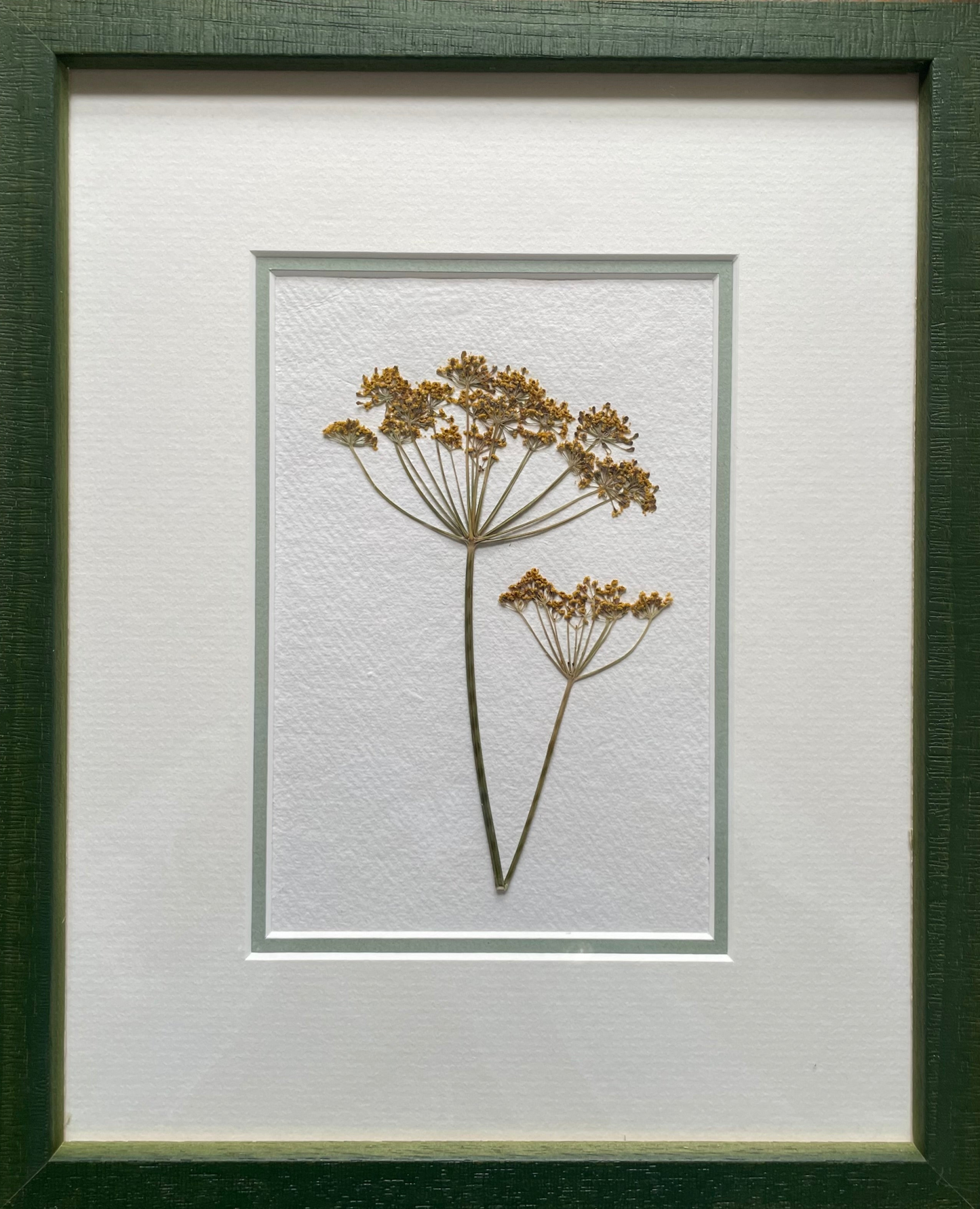 Clove at Home, ‘Pressed Dill in Green Frame' 2024