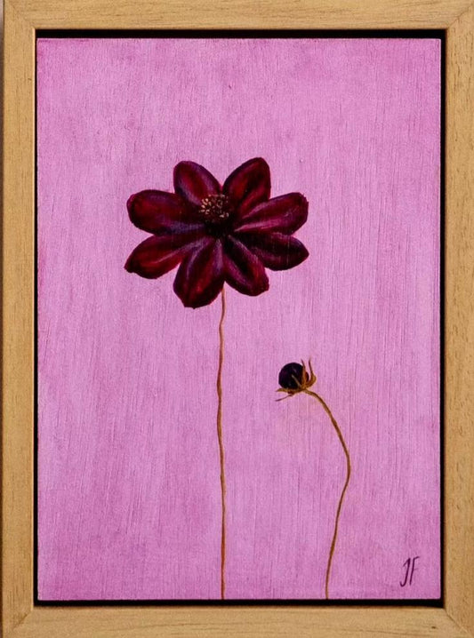 Jasmyn Fraser ‘Chocolate cosmos on pink' 2024