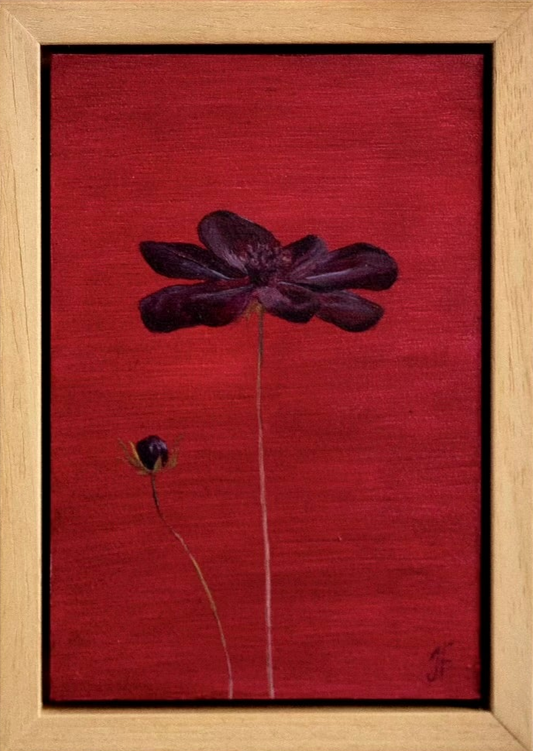 Jasmyn Fraser 'Chocolate cosmos on red'