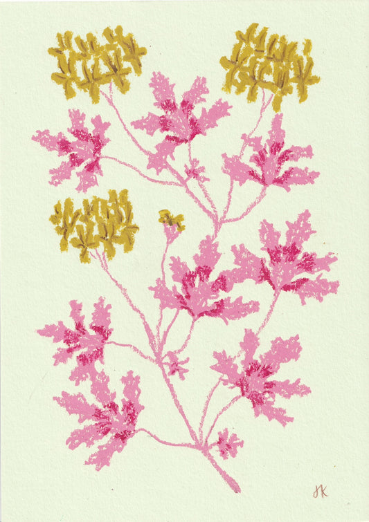 Jasmyn Kopcsandy, 'Pastel Pelargonium - Citrine' 2024