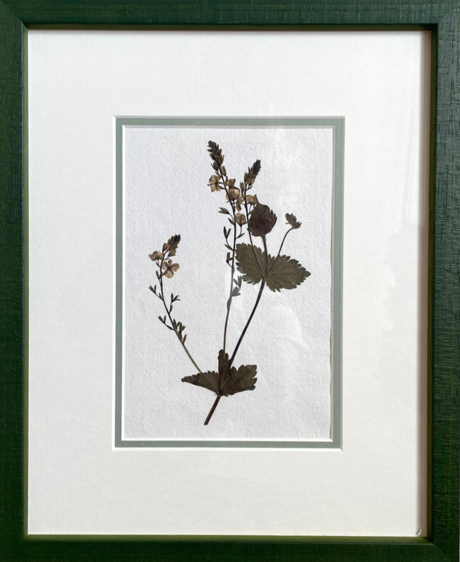 Clove at Home, ‘Botanical Pressing in Green II' 2024