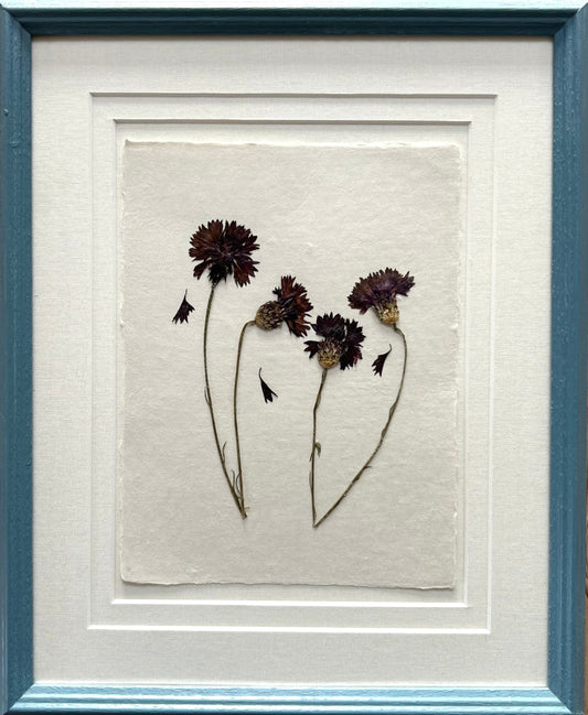 Clove at Home, ‘Pressed Cornflowers in Blue' 2025