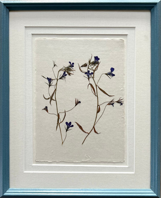 Clove at Home, ‘Pressed Lobelia in Blue' 2025